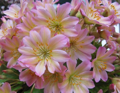 Lewisia tweedyi 'Rosea' 